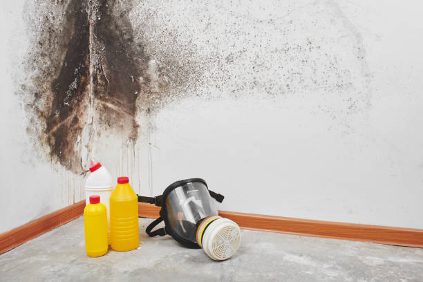Best Black Mold Remediation in Kingstowne, VA
