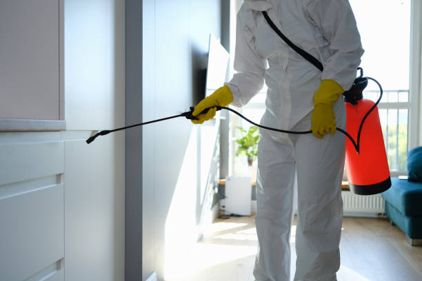 Best Post-Flood Mold Remediation in Kingstowne, VA
