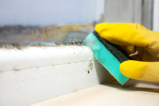 Reliable Kingstowne, VA Mold Remediation Solutions