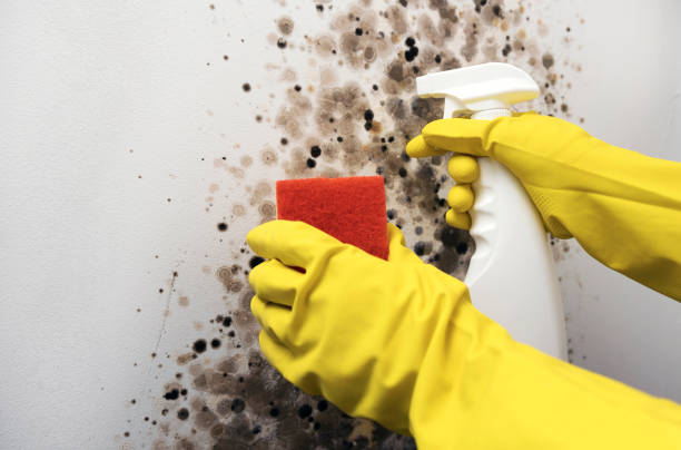 Best Preventive Mold Services in Kingstowne, VA