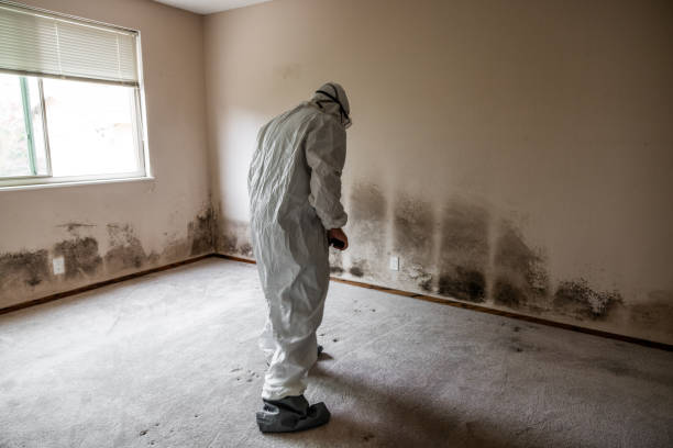 Best Emergency Mold Remediation in Kingstowne, VA