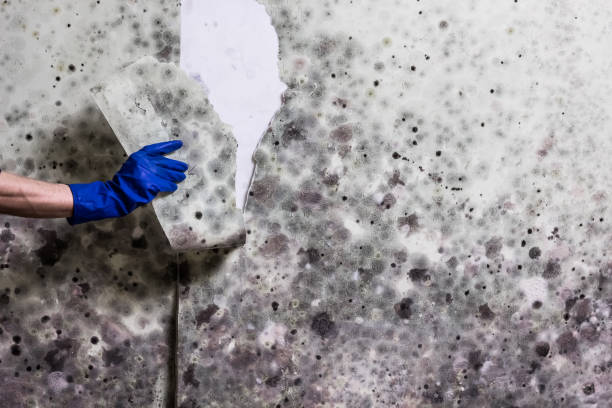 Best Residential Mold Remediation in Kingstowne, VA